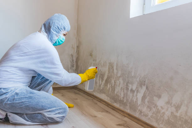 Licensed Black Mold Removal service in Frostburg, MD - WQB Mold Removal