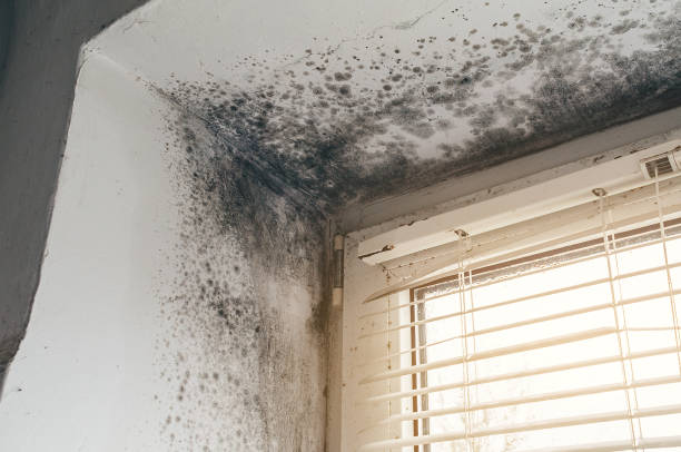 Affordable Black Mold Removal solutions in Frostburg, MD